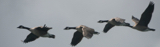 geese whyw17 sun gjmc 6114 pnrb